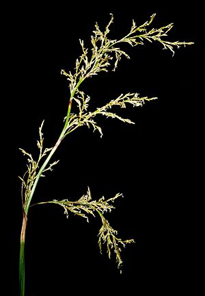 Lepidosperma tetraquetrum - Flickr - Kevin Thiele.jpg