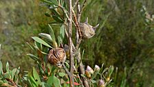 Leptospermum grandifolium fruit (8216927312)