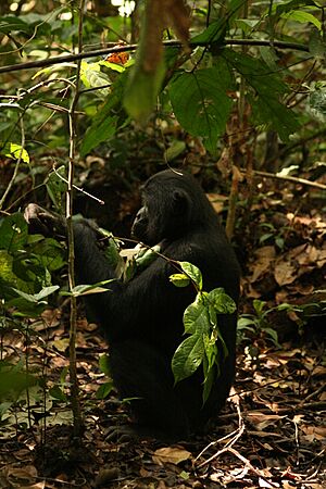 Les bonobos utilisent certaines feuilles aux vertus pharmacologique contre leurs parasites intestinaux