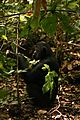 Les bonobos utilisent certaines feuilles aux vertus pharmacologique contre leurs parasites intestinaux