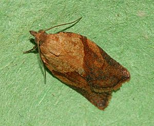 Light Brown Apple Moth - Epiphyas postvittana.jpg