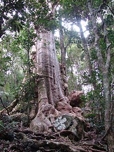 Lophostemon confertus tree1