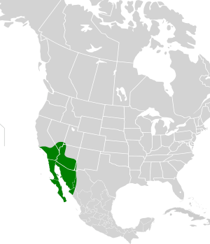 Macrotus californicus map.svg