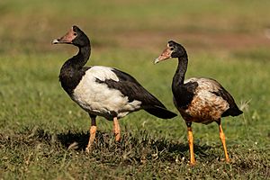 Magpie Goose - East Point.jpg