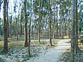 Mahagoni tree plantaion in Bangladesh