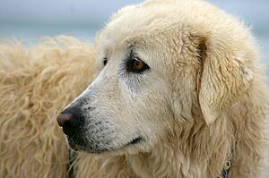 Maremma (22221588531)