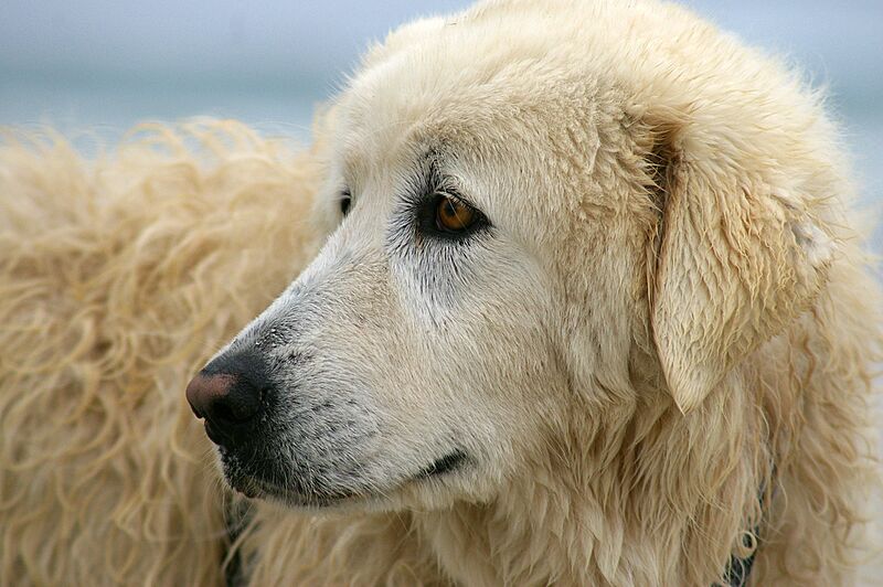 Maremma (22221588531)