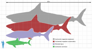 Megalodon scale1