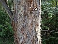 Melaleuca biconvexa (bark)