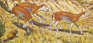 Merychyus cropped