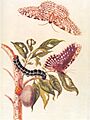 Metamorphosis of a Butterfly Merrian 1705