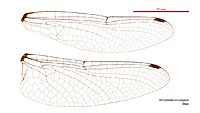 Micromidia convergens male wings (35060029665)