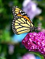 Monarch Butterfly Flower