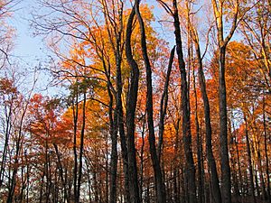 Mount Sterling, North Carolina Fall Foliage