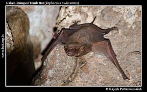 Naked-Rumped Tomb Bat (Taphozous nudiventris).jpg