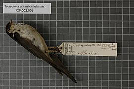 Naturalis Biodiversity Center - RMNH.AVES.124644 1 - Tachycineta thalassina thalassina (Swainson, 1827) - Hirundinidae - bird skin specimen