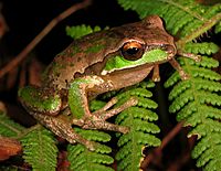 New England Tree Frog - Litoria subglandulosa