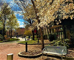 Northeastern University campus in spring