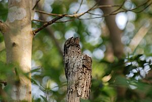 Nyctibius griseus 471885191 27f931630d o