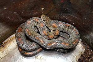 Oligodon cattienensis Piyush Chauhan