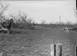 Orchard cut down by Germans Spring 1917 IWM Q 2092