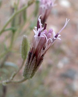 Palafoxia arida var arida 3.jpg