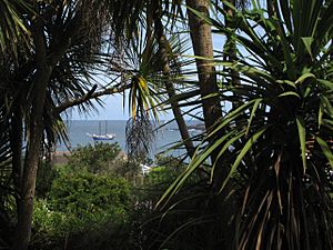 Palms in Alderney