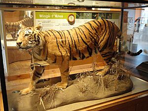 Panthera tigris tigris - Royal Ontario Museum - DSC00167