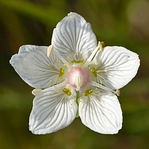 Parnassia palustris - Niitvälja bog.jpg