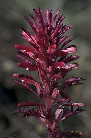 Pedicularis densiflora 2
