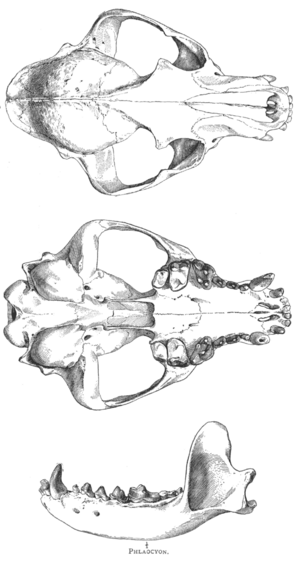 Phlaocyon