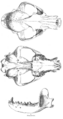 Phlaocyon