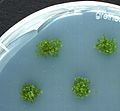 Physcomitrella growing on agar plates