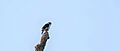Pied Falconet, Nho Quan District, Ninh Bình, Vietnam 4G4A8542K