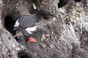 Pigeon Guillemot emerging from nest