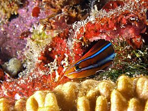Plagiotremus rhinorhynchos (Blue-lined Sabertooth Blenny)
