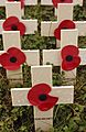 Poppies Mounted on Wooden Crosses for Remembrance Day 2003 MOD 45143469