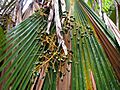 Pritchardia hardyi (5249527209)