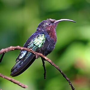 Purple-throated carib hummingbird