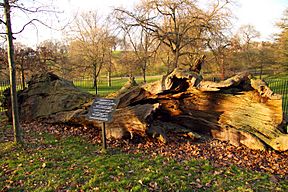 The fallen tree photographed in 2011