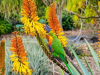 Rainbow lorikeet and Aloe sp Brisbane Botanic Gardens Mt Coot-tha P1030135