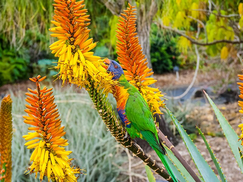 Rainbow lorikeet and Aloe sp Brisbane Botanic Gardens Mt Coot-tha P1030135