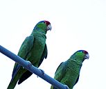 Red-crowned Parrots (26460808665)
