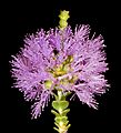 Regelia ciliata - Flickr - Kevin Thiele