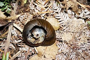Remaining shell of a snail likely eaten by a possum