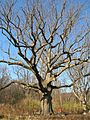 Sacred Oak (Yellow Oak) in Pennsylvania - November 2012