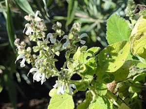 Salvia broussonetii - Botanischer Garten, Frankfurt am Main - DSC02400.JPG