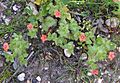 Scarlet pimpernel 800