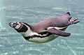 Schwimmender-Pinguin