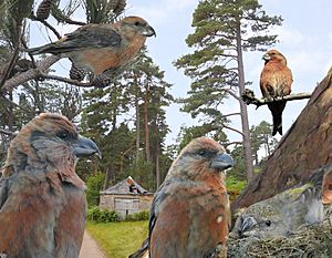 Scottish Crossbill from the Crossley ID Guide Britain and Ireland.jpg